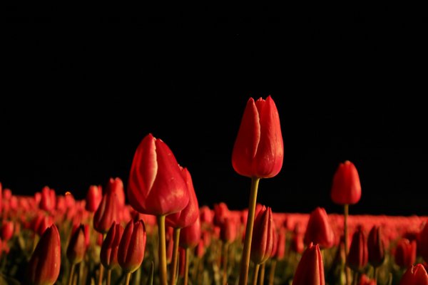 Tulpenpracht bij nacht bij Veninga Hijken